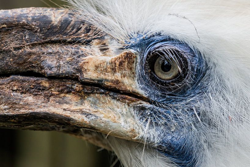 The Hornbill by Rob Smit