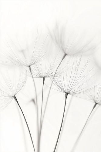 Dandelion Dreams