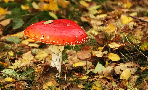 rood met witte stippen