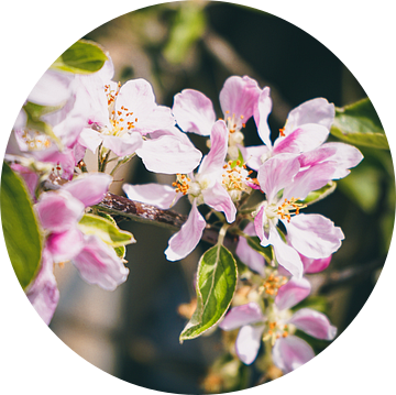 Appelbloesem in bloei