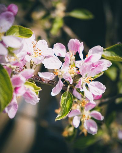 Appelbloesem in bloei