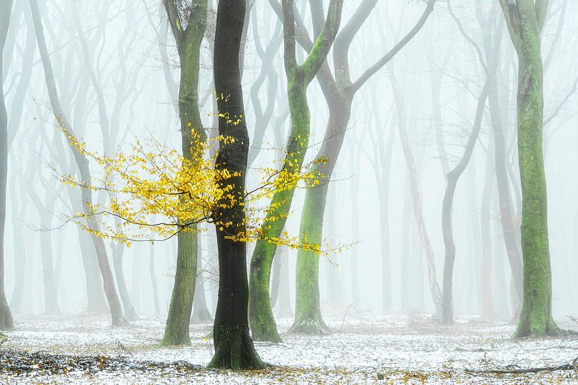 Ein wenig Gelb von Lars van de Goor