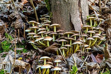 When the mushrooms grow it is autumn