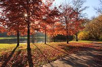 Herfst in het Vondelpark