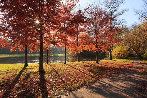 Herfst in het Vondelpark