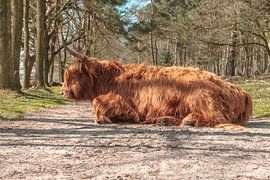 Schotse Hooglanders, huis ter heide,  de  moer, Tilburg,