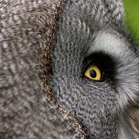 Owl by Miranda van Hulst