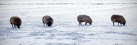 Schafe im Schnee von Ton van Waard - Pro-Moois