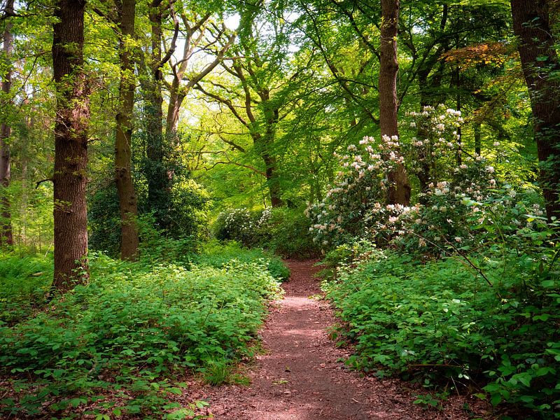 rhododendron by snippefotografie