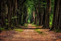 Two Pair Of Trees