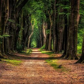 Twee Paar Bomen van Hans Soowijl