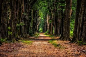 Twee Paar Bomen