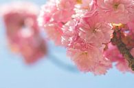 Roze bloesem in de lente von Jeantina Lensen-Jansen Miniaturansicht