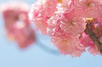Roze bloesem in de lente