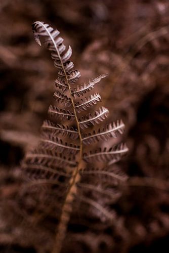 Rotbraune Farnpflanze im Winter - botanisches Interieur