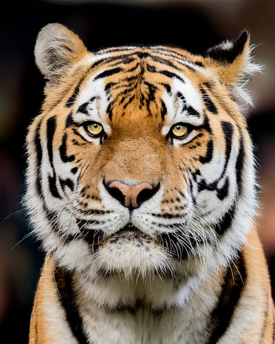 Ouwehands Zoo's male tiger