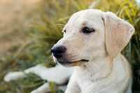 Chiot blanc