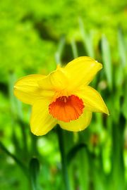 daffodil by Bo Valentino