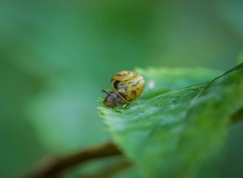 Een slak close-up in de zomer in Saarland