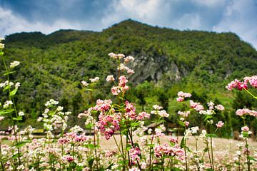 Fleurs roses sous la montagne sur Bart Nikkels