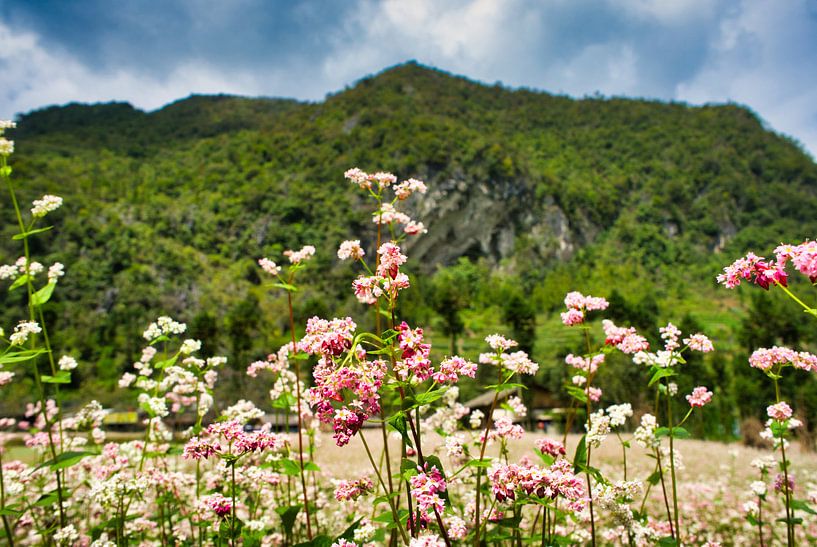 Rosa Blumen unter dem Berg von Bart Nikkels