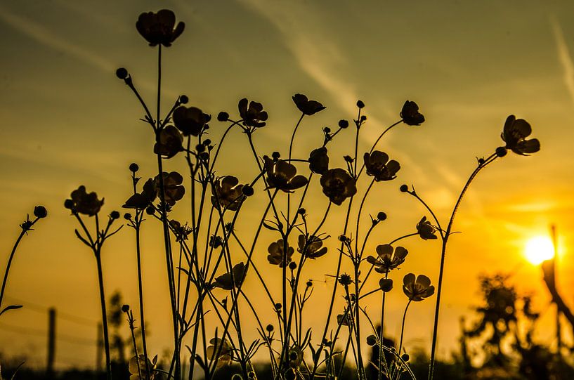 Zonsondergang van Tanja de Boer