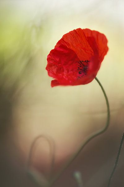 Zonder titel, keren of van 1x