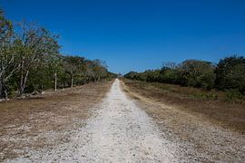 Sacbe of 'witte weg' bij de Mayaruines van Dzibilchaltun, Mexico by Wouter Van de Kamp