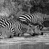 En safari en Afrique : groupe de zèbres buvant dans un point d'eau. sur Rini Kools