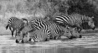 On safari in Africa: Group of zebras drinking at a waterhole