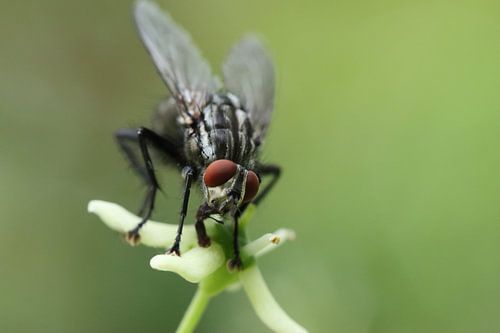 Fokus in der Makrowelt