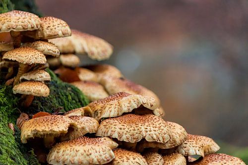 Schubbige bundelzwam aan de voet van de boom