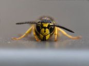 Wasp head by Laurens de Waard thumbnail