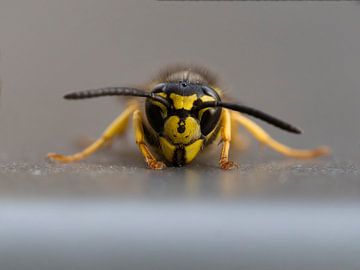 Wasp head by Laurens de Waard