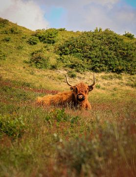 Schotse Hooglander in de duinen van Schoorl van Eefje John