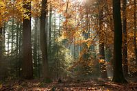 Speulderbos