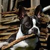 Boston Terrier kaut auf Ast von Dlanor