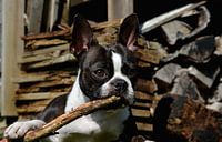 Boston Terriër kauwt op tak