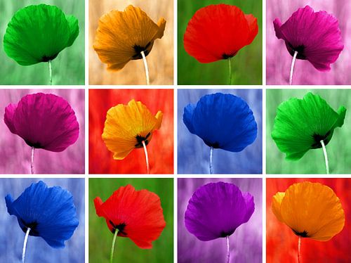 Papavers