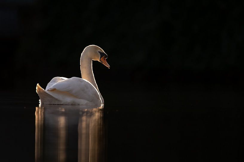 Schwan in einem dunklen Rahmen von Menno Schaefer
