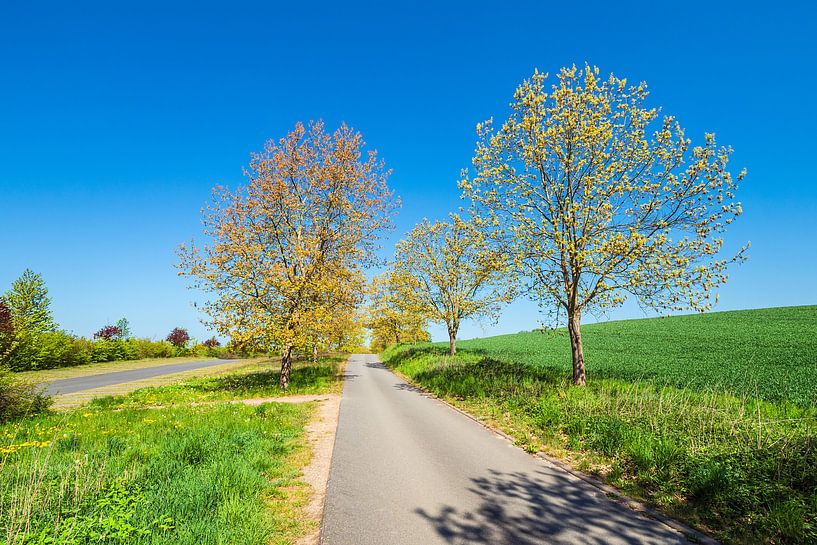 Landscape with road and trees near Kuchelmiß by Rico Ködder