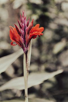 Wilde kleurrijke rode plant in Bali, Indonesië van Troy Wegman