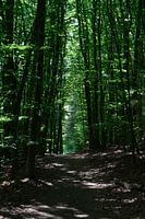 Forest path