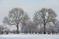 Winter am Niederrhein... Bäume und Hecken begrenzen Wiesen und Felder van wunderbare Erde thumbnail