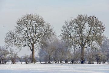 Row of old trees and hedgerow bushes on a frosty winter morning van wunderbare Erde