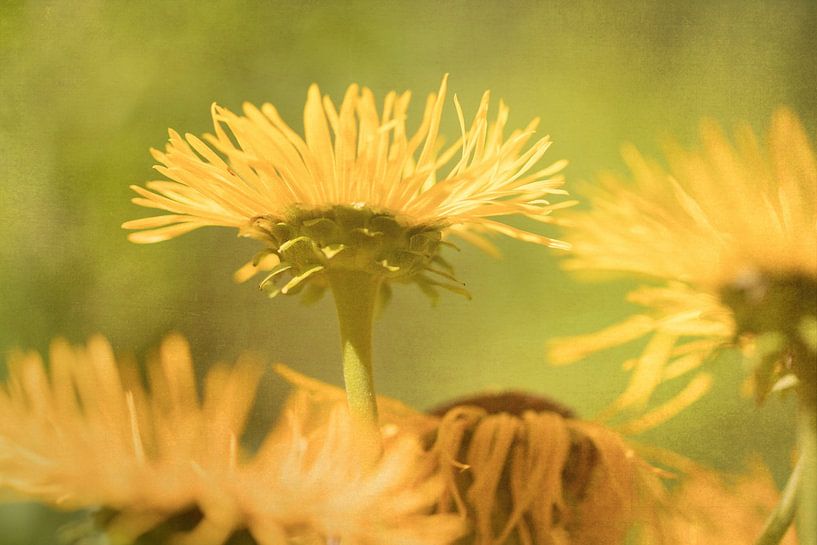 Sunflower by Marianne Twijnstra