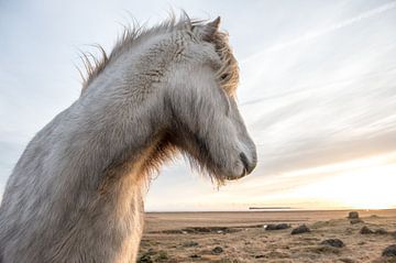 Icelandic horse in winter sur Inge Jansen