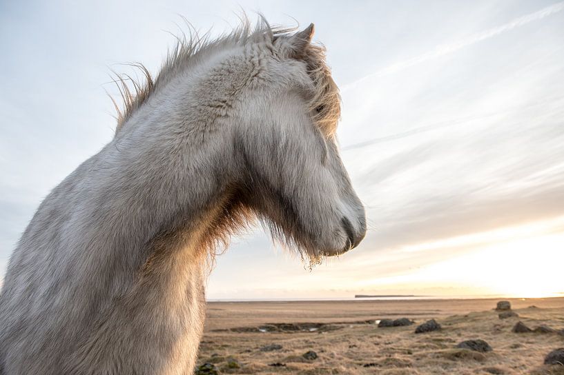 Icelandic horse in winter par Inge Jansen