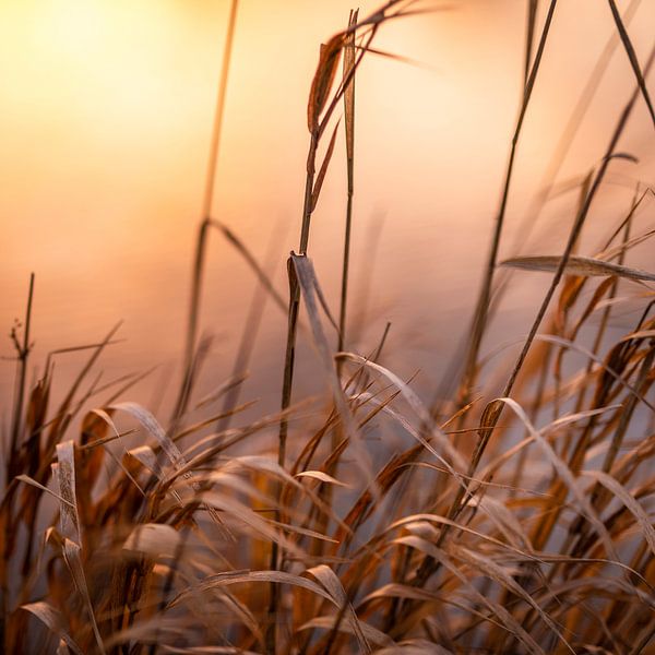 Schilf in der Abendsonne von Patrick Rosenthal