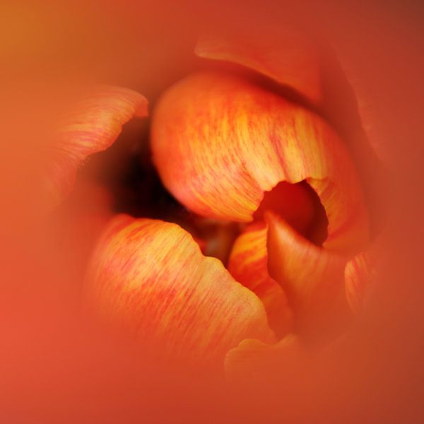 Pfingstrose Tulpe in sanfter Umarmung 1 von Jaap Tanis